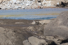 Charadrius vociferus