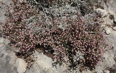 Erica uysii