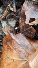 Marasmius epiphylloides