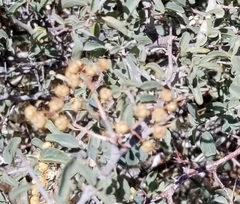 Ceanothus cordulatus