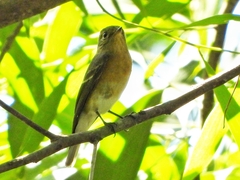 Ficedula mugimaki