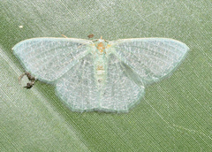 Prasinocyma immaculata