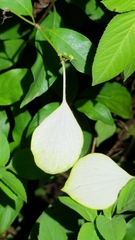 Mussaenda