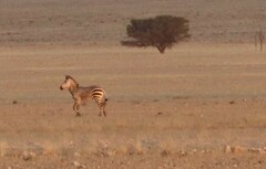 Equus zebra hartmannae