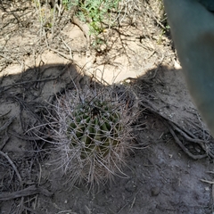 Echinopsis leucantha