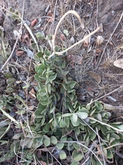 Kalanchoe fedtschenkoi