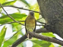 Ficedula mugimaki