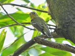 Ficedula mugimaki