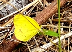 Eurema smilax