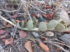 Kalanchoe fedtschenkoi