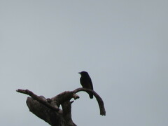 Chelidoptera tenebrosa