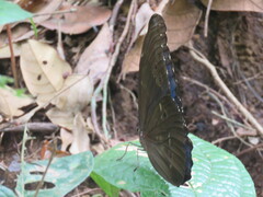 Morpho menelaus