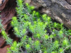 Acrotriche serrulata