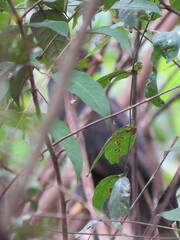 Spizaetus tyrannus