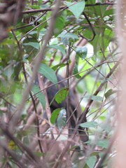Spizaetus tyrannus