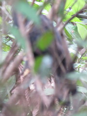 Spizaetus tyrannus