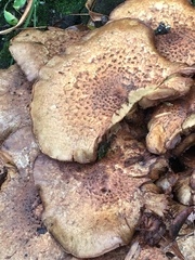Pholiota squarrosa