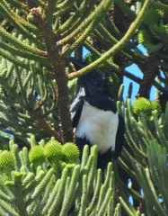 Corvus albus