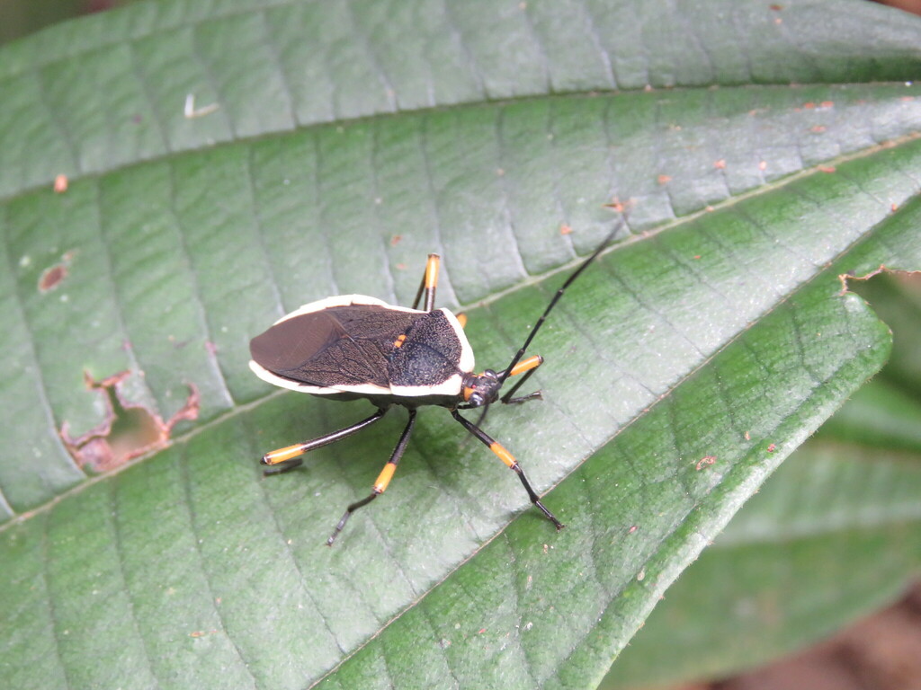 Laminiceps viduus