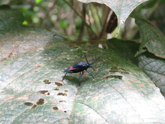 Hileolaspis aurata