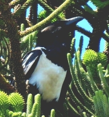 Corvus albus