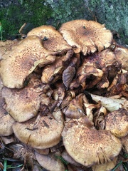 Pholiota squarrosa