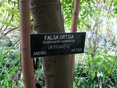 Boehmeria celtidifolia