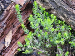 Acrotriche serrulata