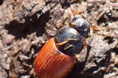 Aphodius fimetarius