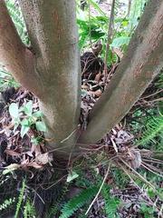 Boehmeria celtidifolia