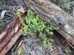 Acrotriche serrulata