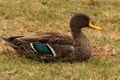 Anas undulata undulata