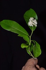 Ehretia tinifolia