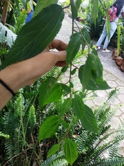 Boehmeria celtidifolia