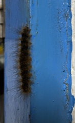 Creatonotos transiens vacillans