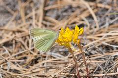 Colias alexandra