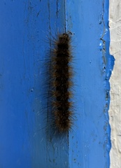 Creatonotos transiens vacillans