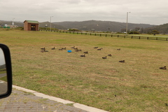 Anas undulata undulata