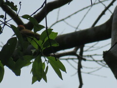 Piculus chrysochloros