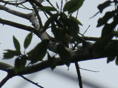 Piculus chrysochloros