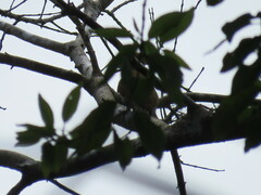 Piculus chrysochloros