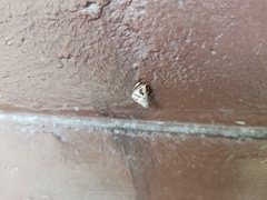 Amphidromus xiengensis