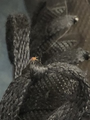Gibbium aequinoctiale