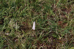 Utetheisa pulchelloides