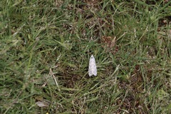 Utetheisa pulchelloides