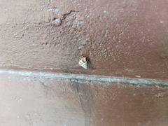 Amphidromus xiengensis