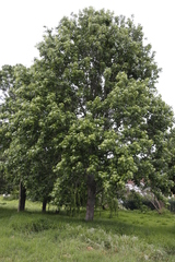 Liquidambar