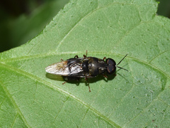 Isomerocera quadrilineata