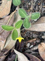 Argyrolobium rupestre