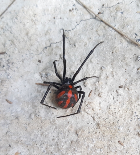 Latrodectus occidentalis
